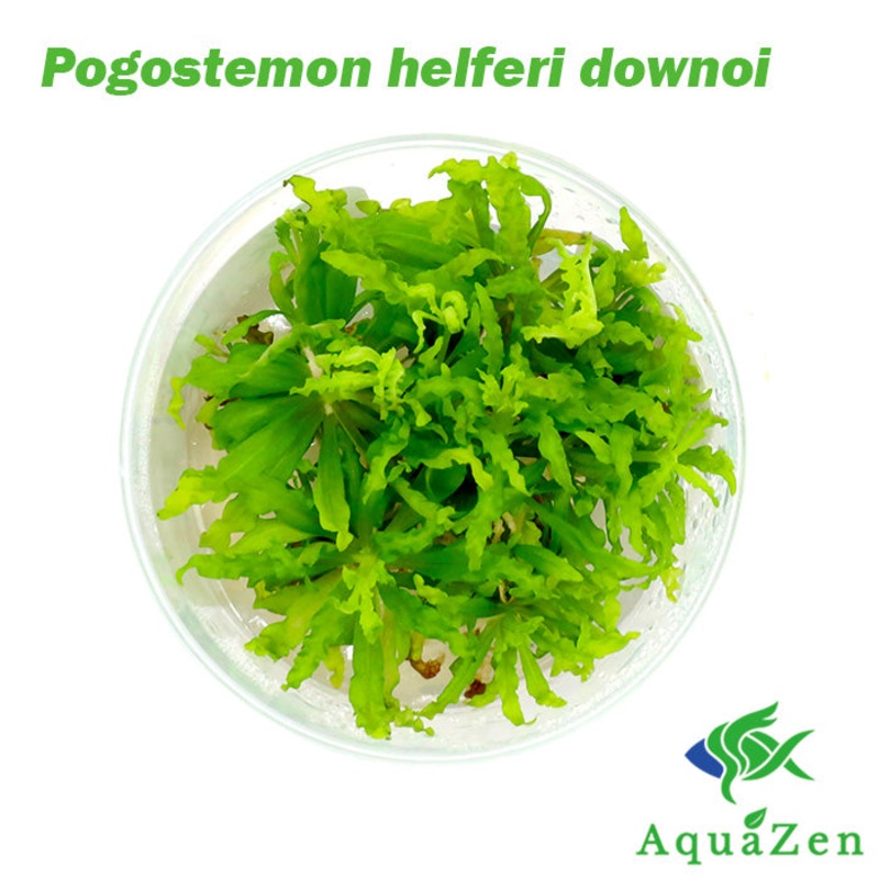 Downoi (Pogostemon helferi) Tissue Culture 1 Tissue Culture