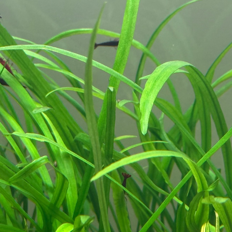 IC685 ADA Tissue Culture  – Cryptocoryne spiralis ‘Caudigera’