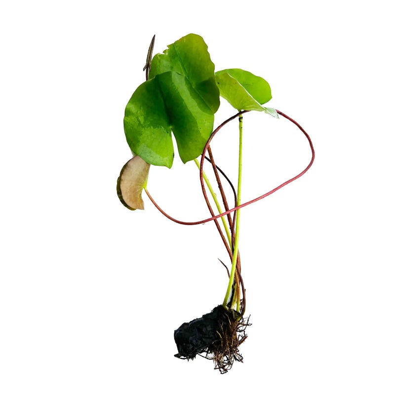 Nymphea rhizome bulb – flowering plant for large aquariums or ponds Pink