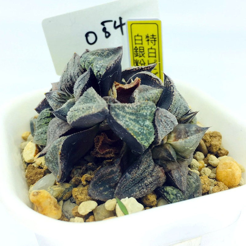 S&C Haworthia Spp (#054 / 7cm Pot)