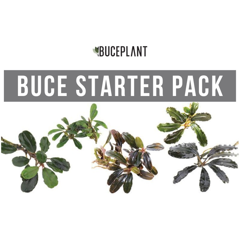 Team Buce Plant Starter Pack Plant Package