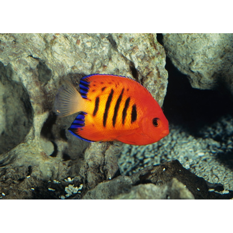 Angel – Flame 5-10cm