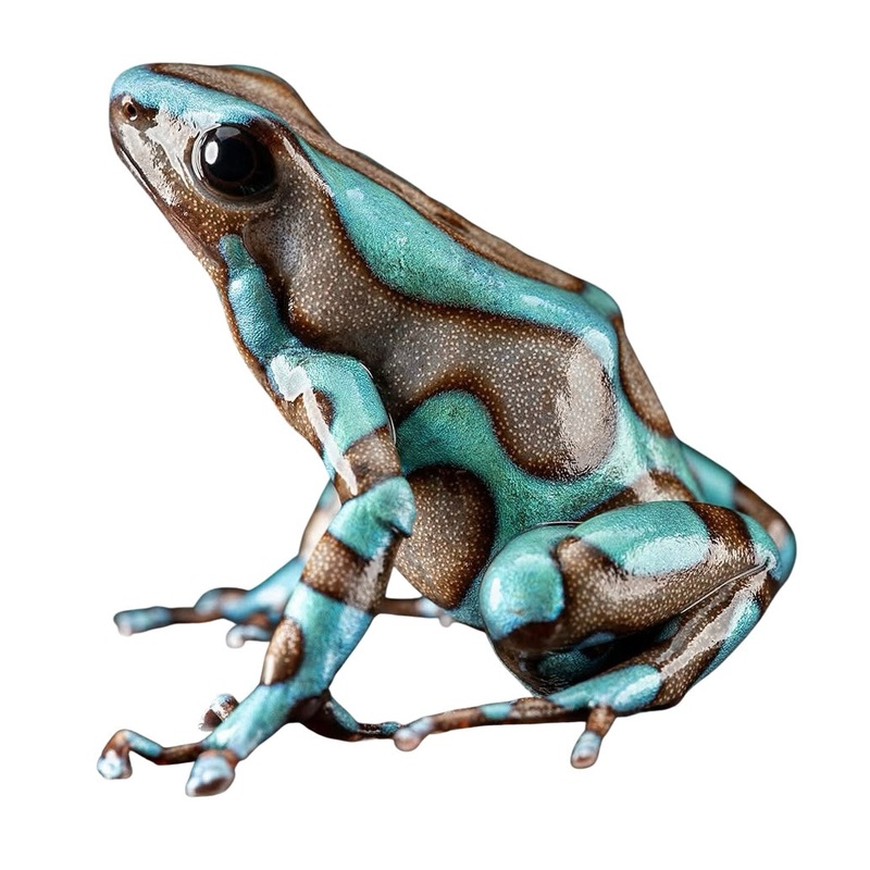 Dendrobates auratus “Highland Bronze” Juvenile