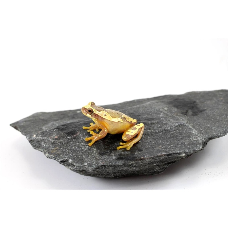 Hourglass Tree Frog