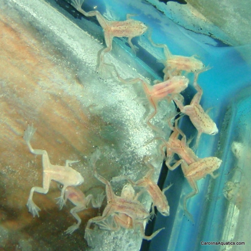 Invert – Frog African Dwarf Blonde