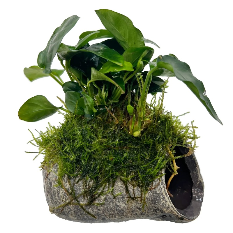 Mossy Fish Cave with Anubias Single Hole