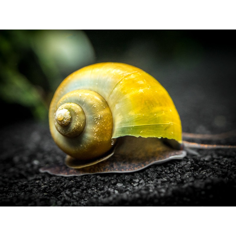 Olive Jade Mystery Snails (Pomacea bridgesii) – Tank-Bred! 1 Snail