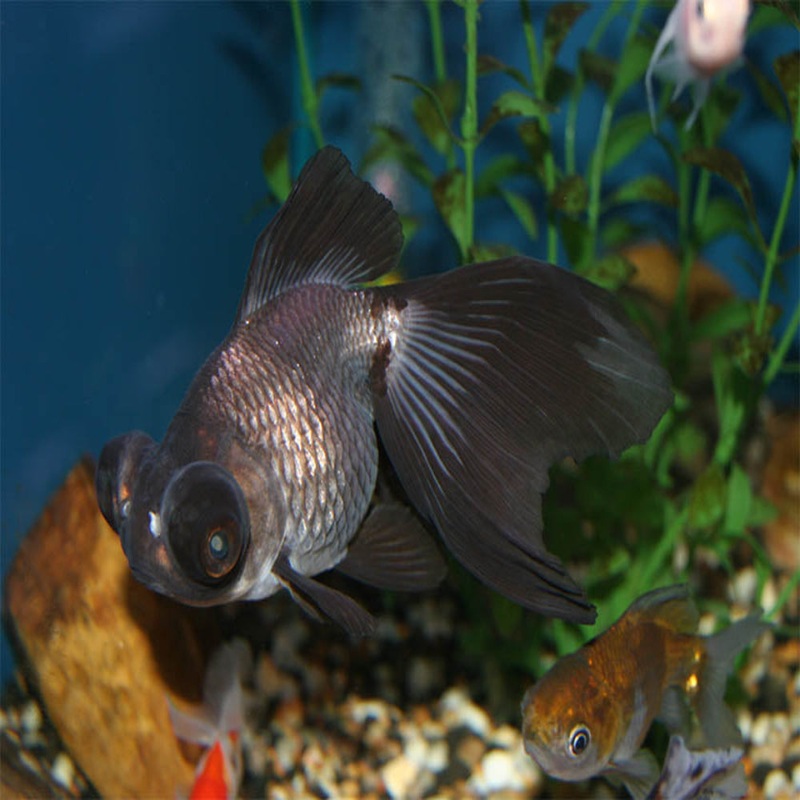 Panda Goldfish 3-4cm