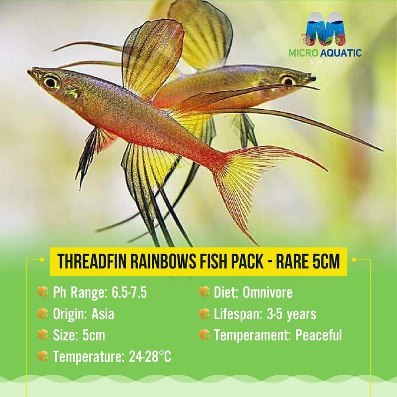 Trio Threadfin Rainbows Fish – Rare 2cm 1 pair ( 1 male 1 female ) 2cm size
