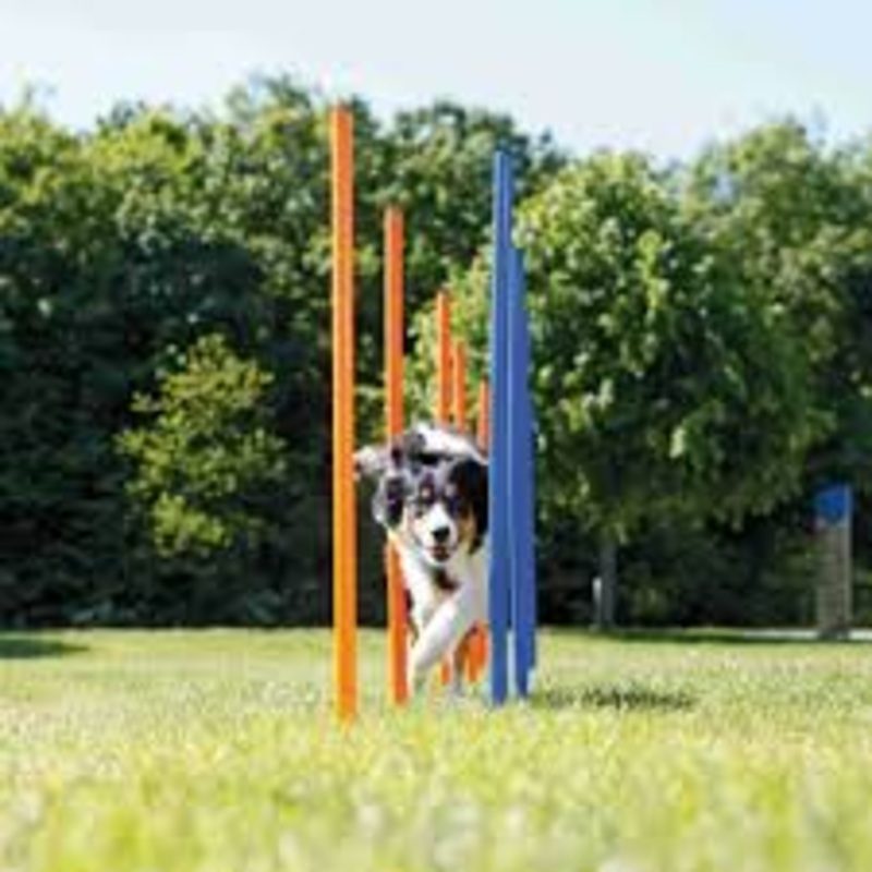 Agility Slalom 3x115cm Blue & Orange