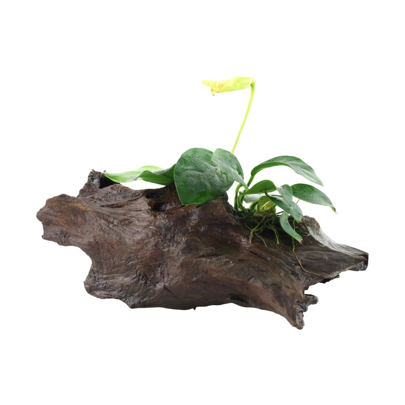 Anubias barteri var. nana on Mangrove