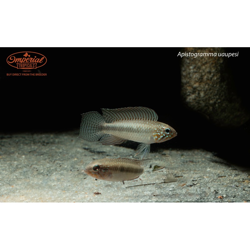 Apistogramma uaupesi 0.5-1″ Unsexed