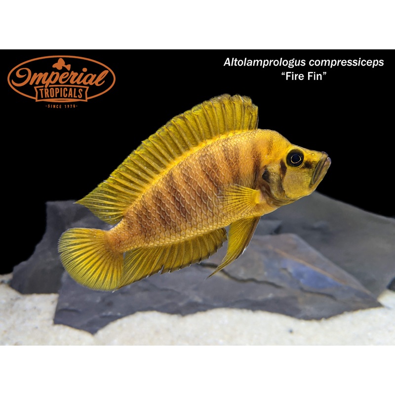Fire Fin Compressiceps 1-2″ Unsexed F1