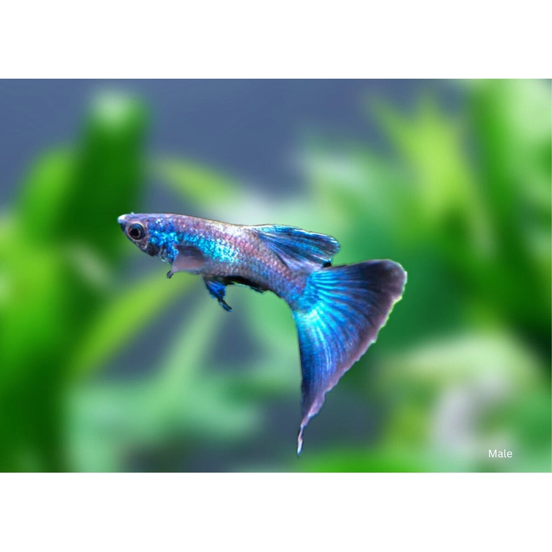 Guppy – Blue Moscow Pair 3-5cm