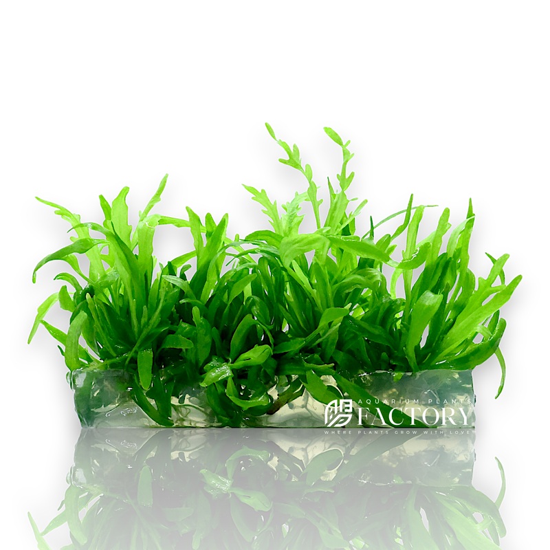 Hygrophila Odora Vitro Culture
