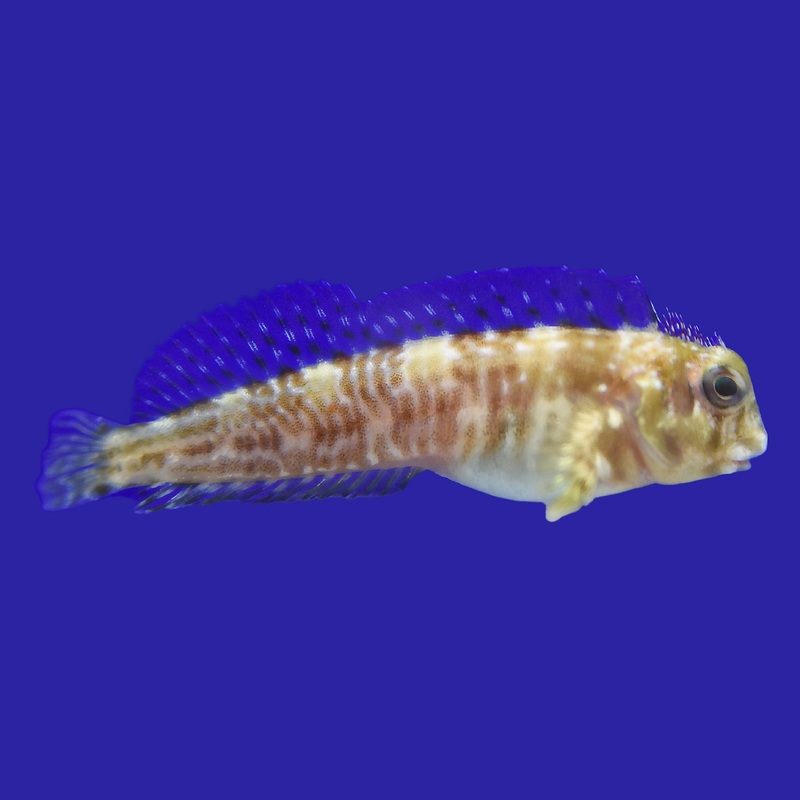 Molly Miller Blenny