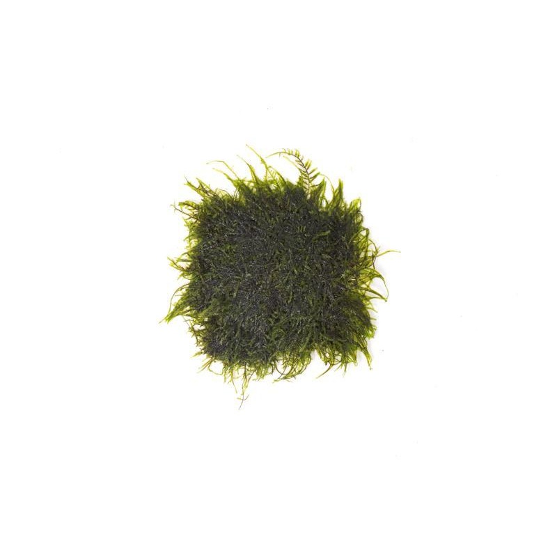 Peacock Moss on Stainless Steel