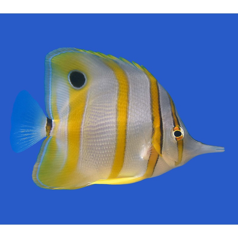 Copperband Butterflyfish (Australian)