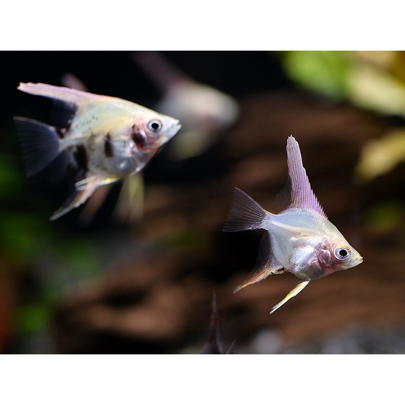 Assorted Angelfish (Pterophyllum scalare) – Bred by Aquatic Arts 1 Fish