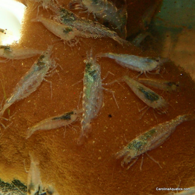Invert – Shrimp Amano M/L