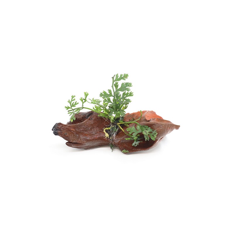 Mini Bolbitis (Baby Leaf) on 2″ Driftwood (Bolbitis heteroclita difformis)