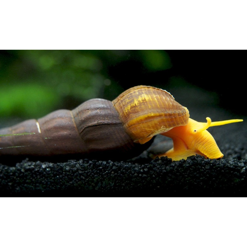 Orange Giant Sulawesi Rabbit Snail (Tylomelania gemmifera) 1 Snail