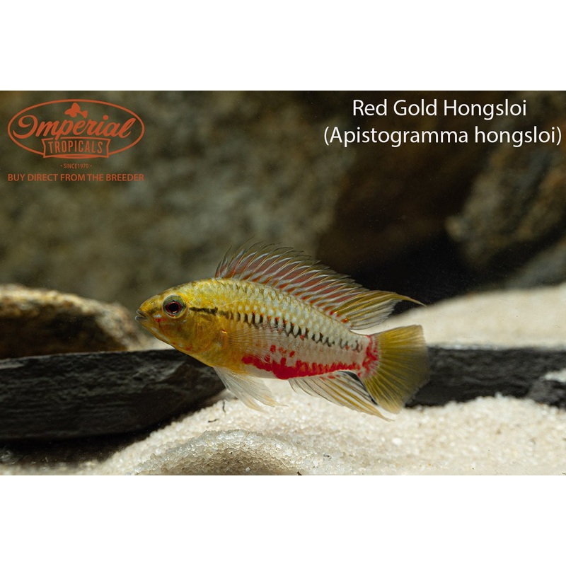 Red Gold Hongsloi 1-2″ Female
