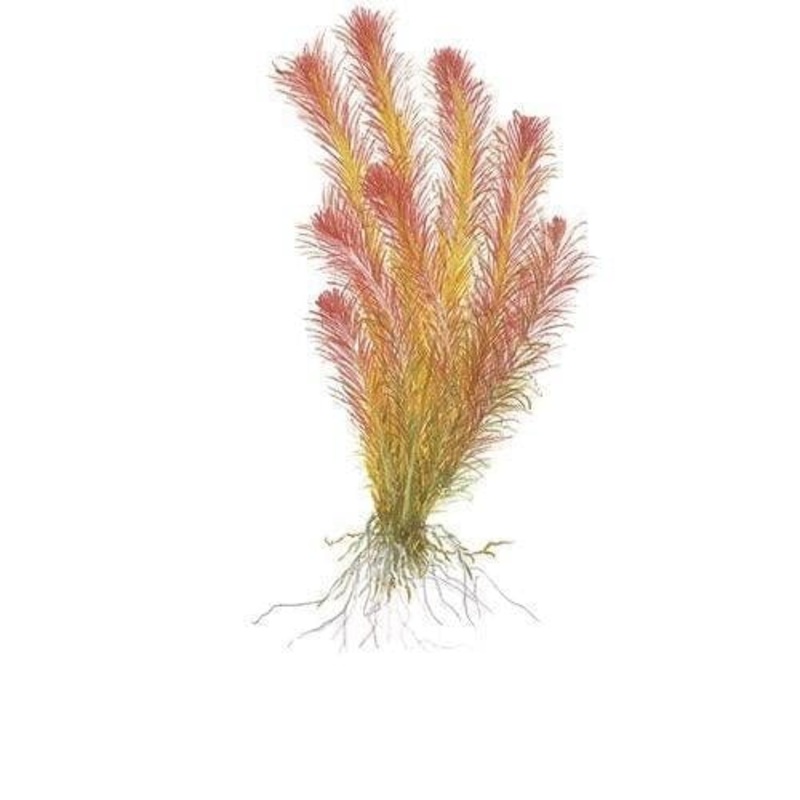 Rotala wallichii In-Vitro Tropica