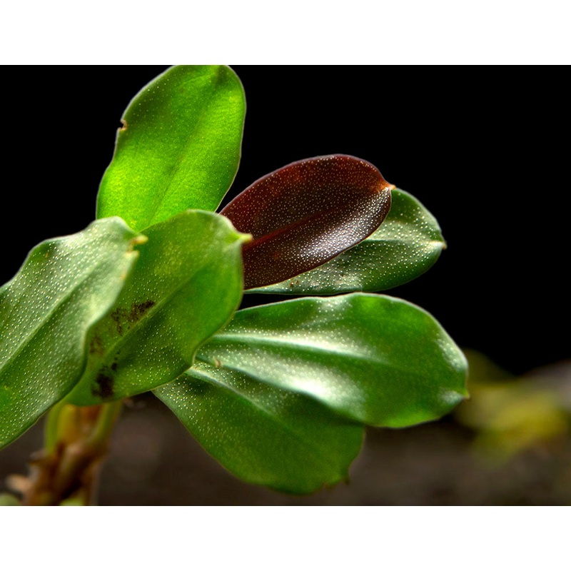 Brownie Purple Buce Plant (Bucephalandra sp. “Brownie Purple”) 1 Plant