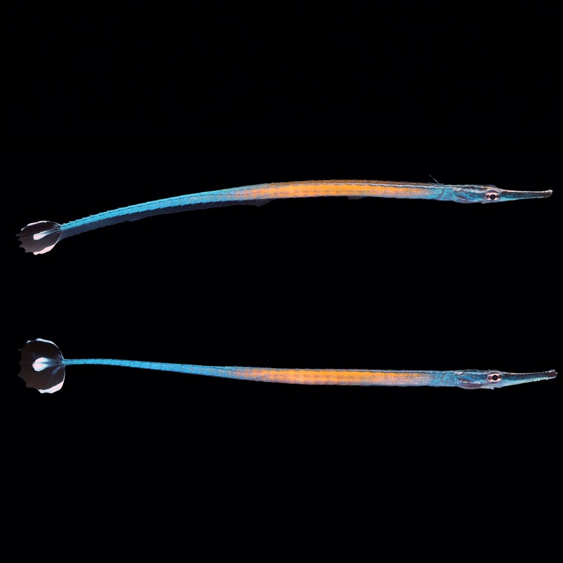 Captive Bred Janss’ Pipefish Pair