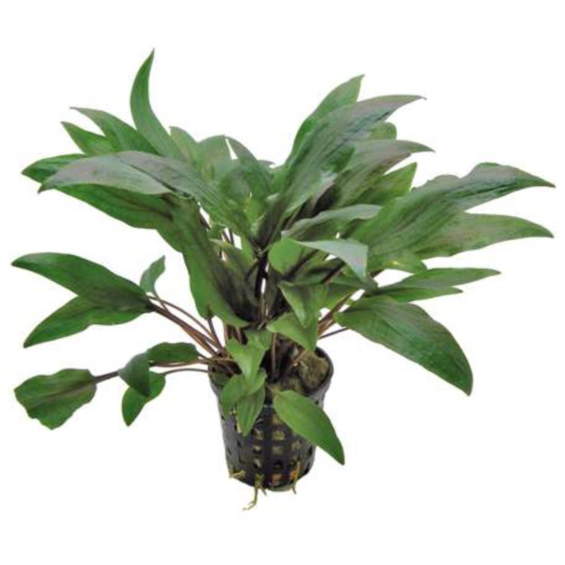 Cryptocoryne undulata red (1 POT / 675)
