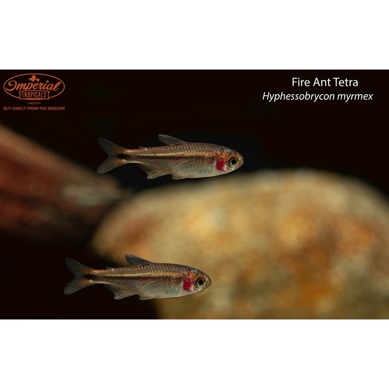 Fire Ant Tetra 0.5-1″ Unsexed