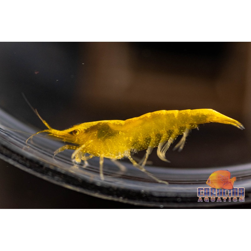 Invert – Shrimp Yellow Fire