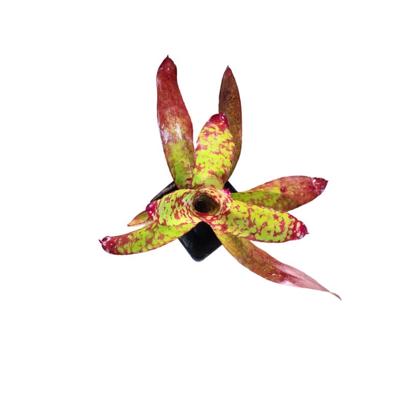 Neoregelia “Winnie the Pooh”