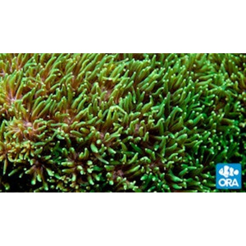 ORA Metallic Green Galaxea