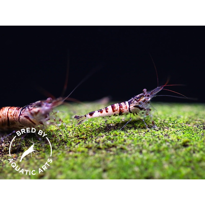 Snow Zebra Sulawesi Shrimp (Caridina sp) – Bred by Aquatic Arts 1 Shrimp