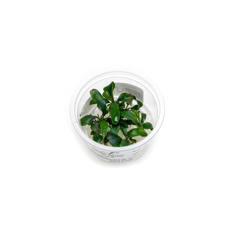 Bucephalandra Green Wavy Aquatic Farmer Tissue Culture