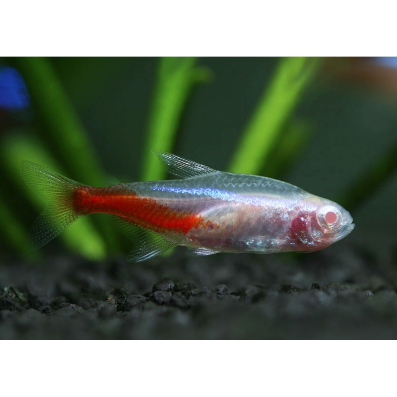 Neon Tetra – Albino Special (10 for $30) 5-6cm