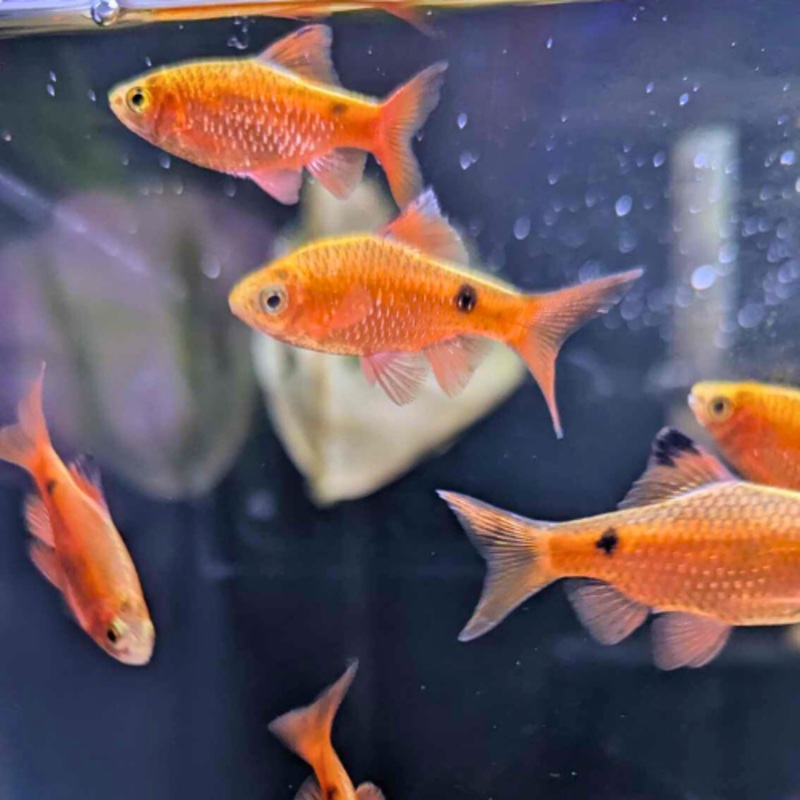 Rosy Barb 3 – 4 cm