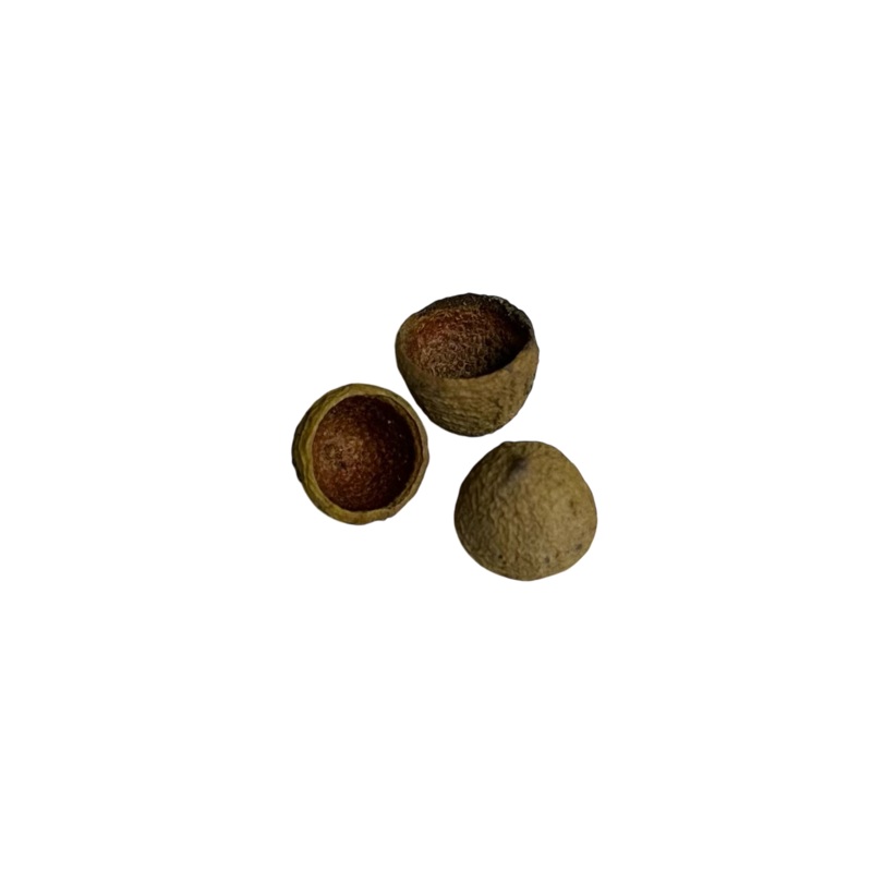 Small Eucalyptus Shell Single