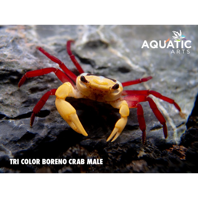Tricolor Borneo Crab (Lepidothelphusa sp) 1 Male Crab