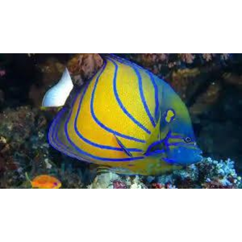 Annularis Angelfish