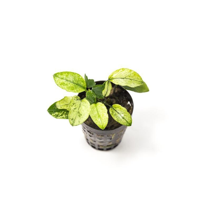 Anubias Nana Pinto Pot