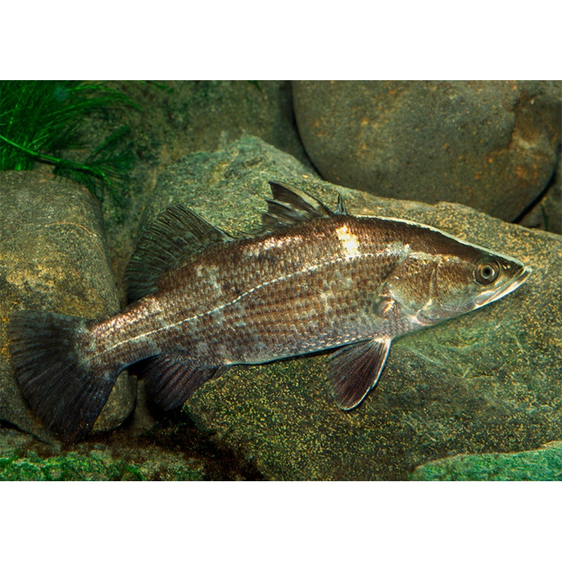 Barramundi 3-4cm