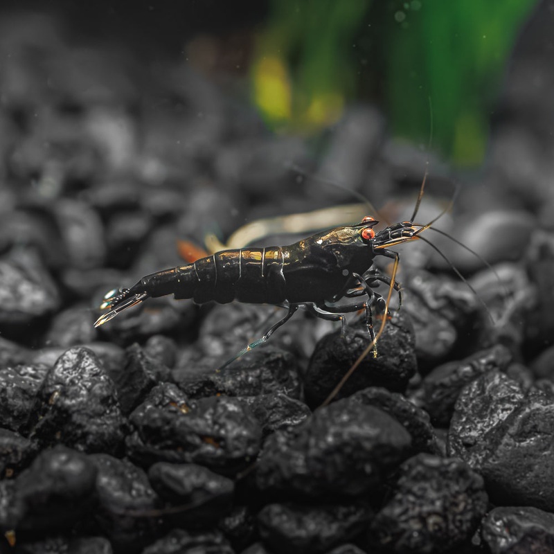 Black King Kong Extreme Imported