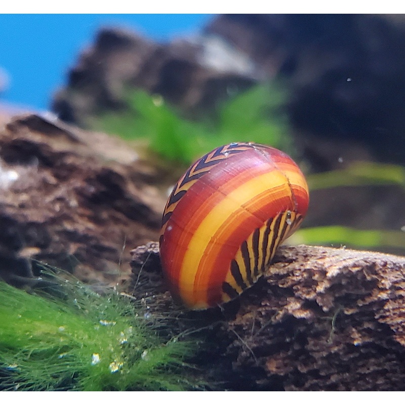Red Racer Nerite Snail