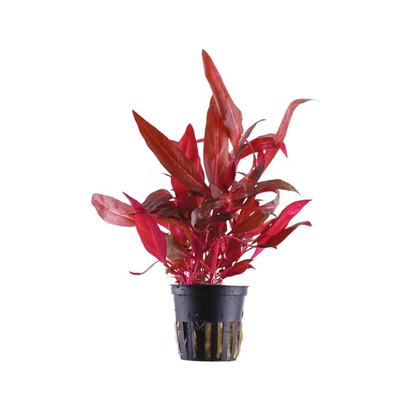 Alternanthera rosanervig