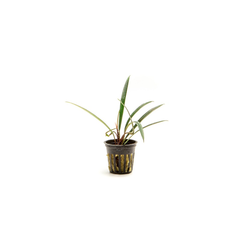 Aridarum Narrow Plant (4-8 Leaves)