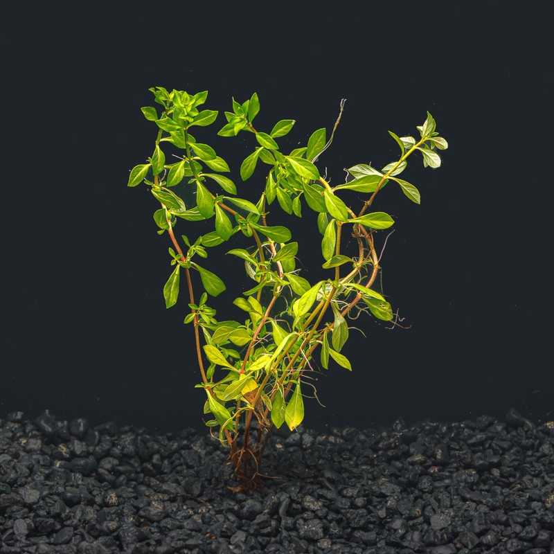 Ludwigia Arcuata ‘ Needle Leaf’ Potted