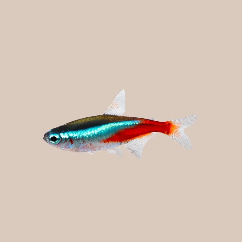 Neon Tetras